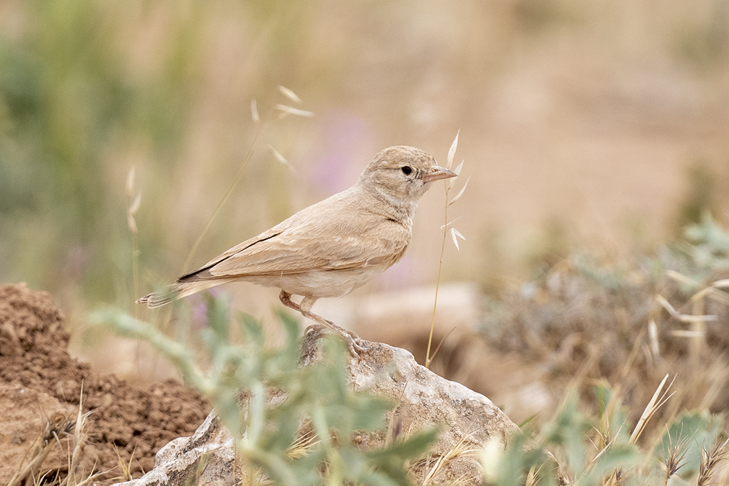 Bar-tailed Lark